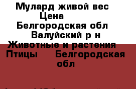 Мулард живой вес › Цена ­ 200 - Белгородская обл., Валуйский р-н Животные и растения » Птицы   . Белгородская обл.